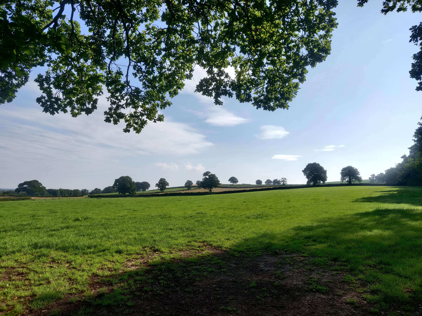 A green field with trees in the distance