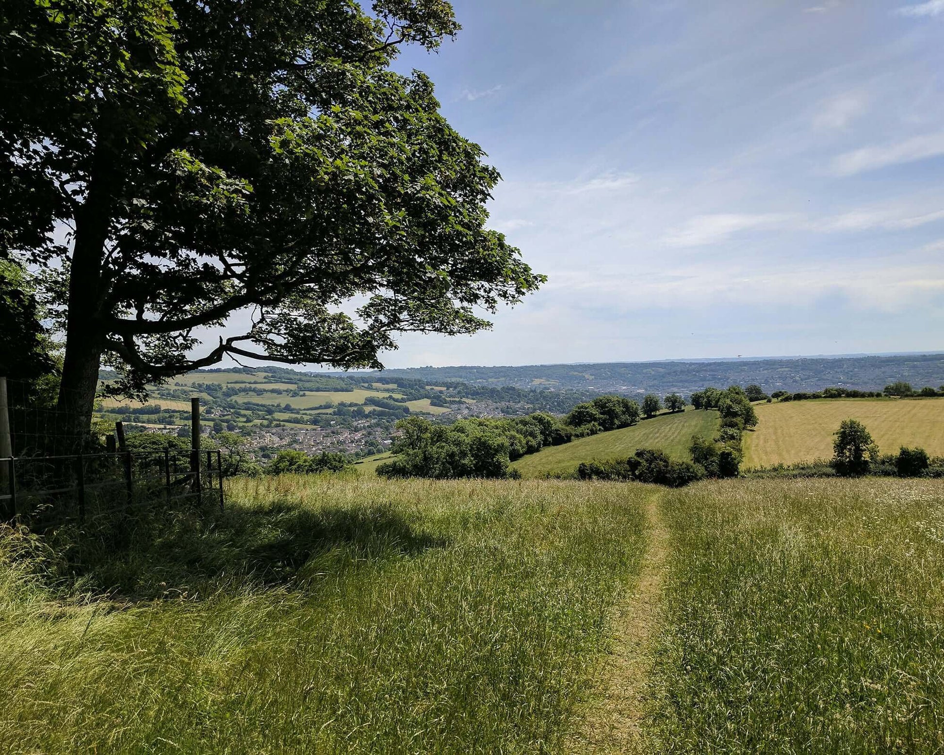 A tree with a path next to it in the countryside